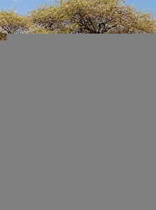 Baixar Humoristiese Bosveldstories met ‘n kinkel (Afrikaans Edition) pdf, epub, eBook