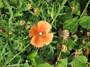 Baixar minnnadeanonimaizawotukurou: puraibashi-furi-pe-pa- (Japanese Edition) pdf, epub, eBook