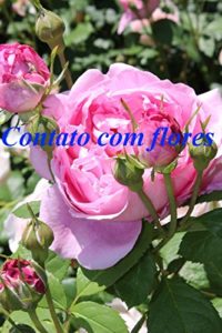 Baixar Contato com flores pdf, epub, eBook