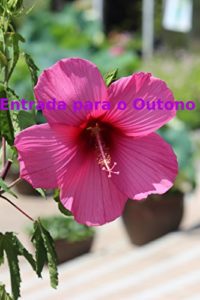 Baixar Entrada para o Outono pdf, epub, eBook