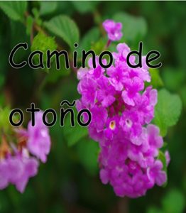 Baixar Caminho de outono pdf, epub, eBook