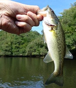 Baixar Bass Fishing pdf, epub, eBook