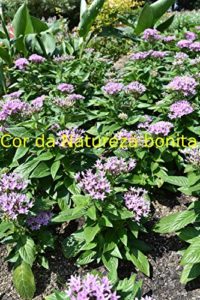 Baixar Cor da Natureza bonita pdf, epub, eBook