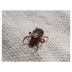 Baixar CARRAPATOS   Como detonar pdf, epub, eBook