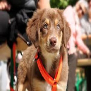 Baixar Adestramento: Guia Definitivo de comportamento Animal! pdf, epub, eBook